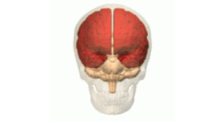 <p>Cerebrum</p>