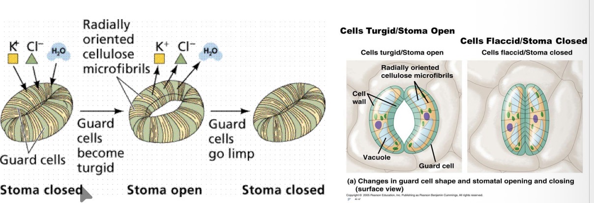 <p>Cellulose is arranged in hoops around the cells preventing them from expanding width-ways, so any changes in size affect the length</p><p></p>