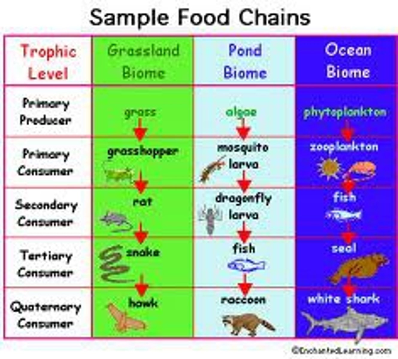 <p>A simplified path illustrating the passing of potential chemical energy (food) from one organism to another organism.</p>