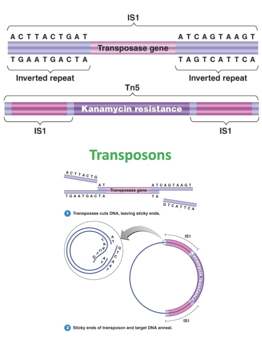 <ul><li><p>Other genes (in addition to ones moving)</p></li><li><p><strong>inverted/</strong>mirror reflection of nucleotides</p></li><li><p><strong>Insertion sequences</strong></p><ul><li><p>code for→ enzyme <strong>transposase</strong>.</p></li></ul></li></ul><p></p>