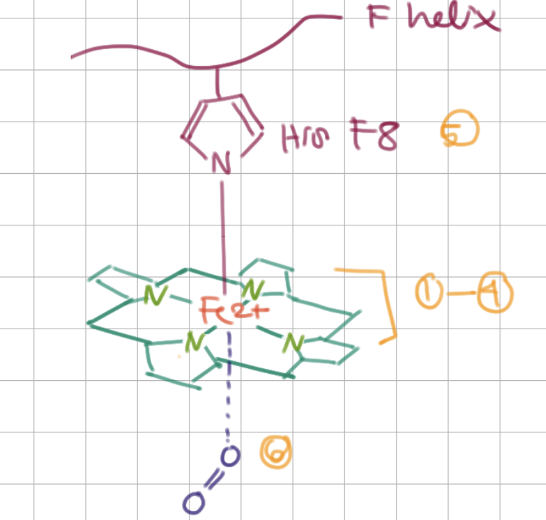 <p>His F8 (8th residue on F helix), O<sub>2</sub></p>