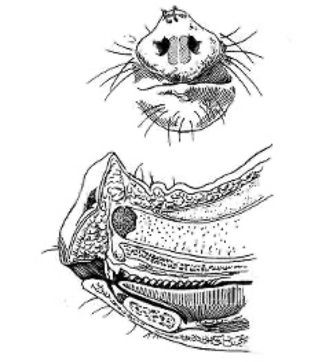 <p>Thickened skin over rostral plate </p><ul><li><p>Strengthens the snout region</p></li><li><p>Allows for rooting behavior</p></li></ul><p></p><p>Also has <strong>rostral bones </strong>UNDERNEATH the plate, strengthening it </p><p></p>