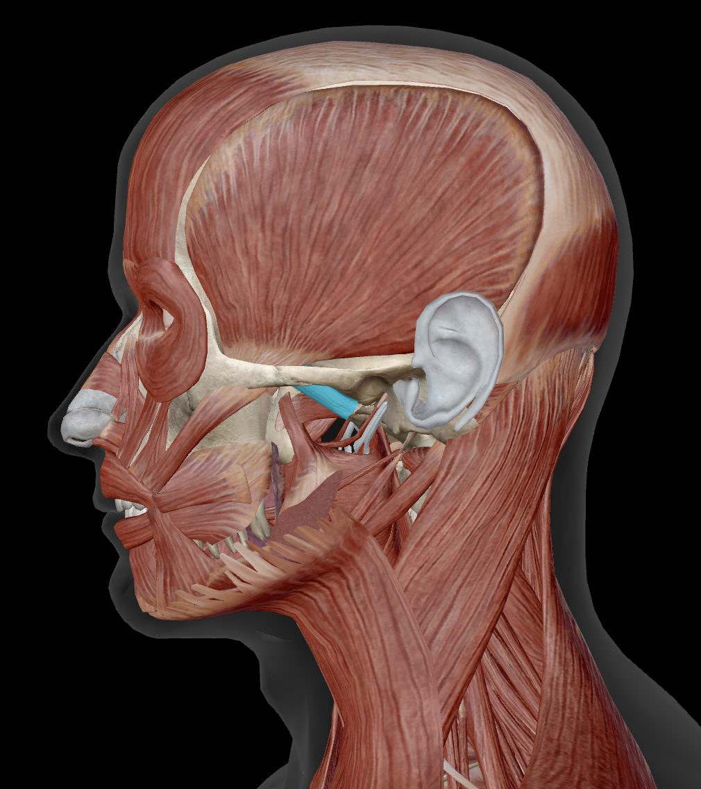 <p>Where does lateral pterygoid insert?</p>