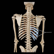 last 5 pairs of ribs; attach indirectly to sternum