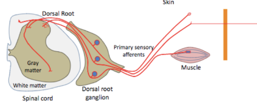 -a bundle of primary somatic sensory afferent cell bodies (a-alpha, a-beta, a-delta and c-fibers) in the peripheral nervous system
-axons from dorsal root ganglia become the dorsal roots and enter the spinal cord at 31 different locations on either side and carry in sensory information
