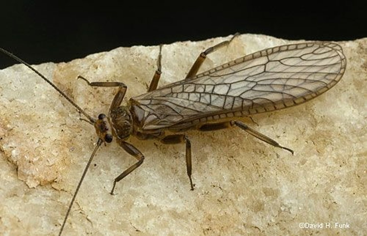 <p>stone flies</p>