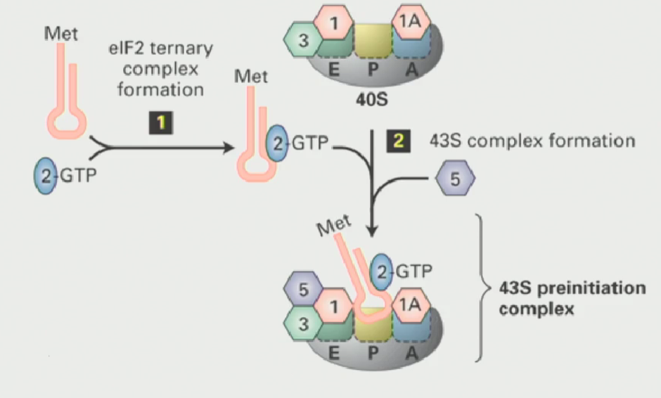 <ul><li><p>When the ribosomes are not translating, they subunits have to be kept apart</p></li><li><p>The small ribosomal subunit interacts with proteins called<strong> initiation factors (or eukaryotic initiation factors)</strong></p></li><li><p>These proteins ensure that the two subunits do not come together unless triggered</p></li><li><p>Small ribosomal subunit has a free P-site</p></li><li><p>Another eukaryotic initiation factor known as <strong>eIF2 (a GTP binding protein), when active, interacts with the tRNAi met (initiator tRNA), causing it to bind to the P-site on the small ribosomal subunit</strong></p></li><li><p><mark data-color="#faf17e" style="background-color: rgb(250, 241, 126); color: inherit;">This results in a 43S pre-initiation complex (small ribosomal subunit is ready to translate)</mark></p></li></ul><p></p>