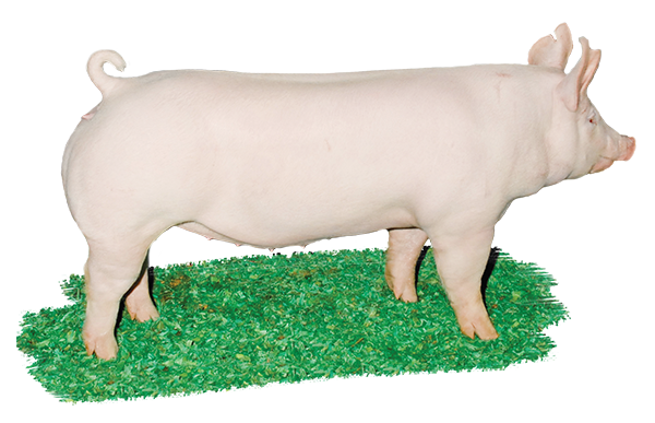 <p>This breed is from England. They have erect ears and are classified as a bacon type breed. They are solid white and is known as the mother breed</p>