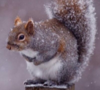 <p><strong>Sciurus carolinensis</strong></p>