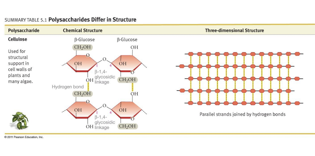 <ul><li><p>2 glucose molecules with beta 1-4 linkage makes cellobiose</p></li><li><p>More of these links makes cellulose, each link flips orientation</p></li><li><p>Thus, linear, symmetrical, and always unbranched</p></li><li><p>Better H-bonding and can form parallel strands</p></li></ul>