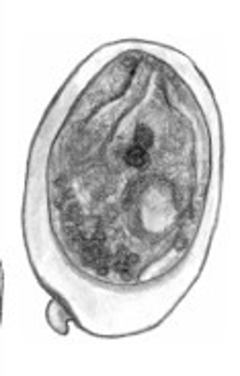 <p>Identify the parasite</p>