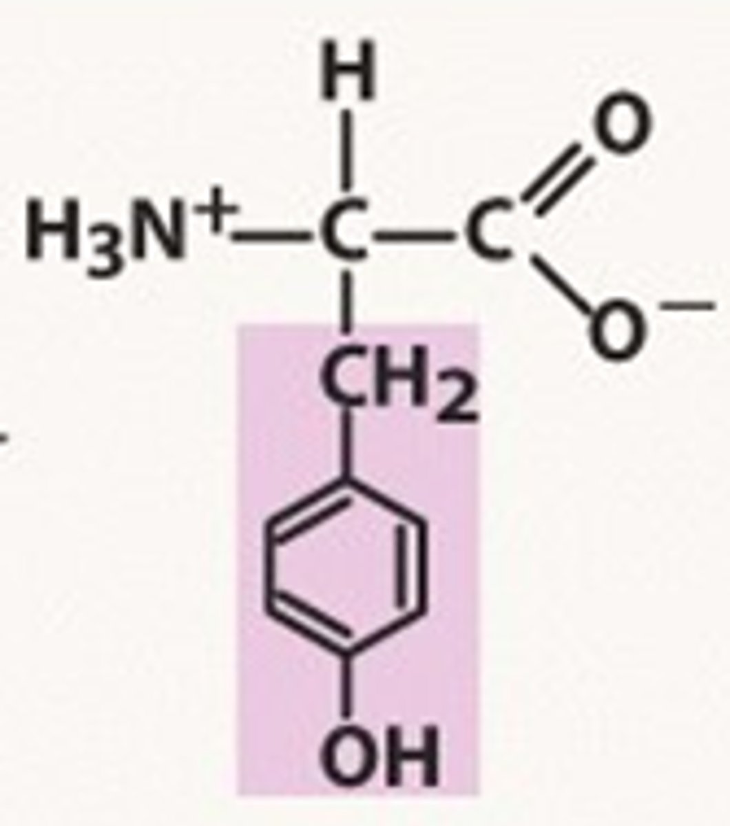 <p>Tyr, Y, polar, pKr= 10.46</p>