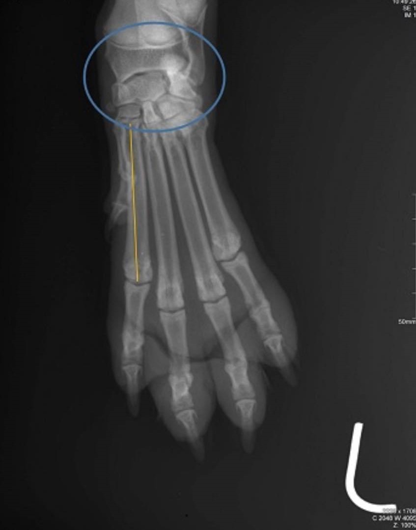 <p>Radiographic anatomy--Latin name joint - blue, and bone with number yellow colour</p>