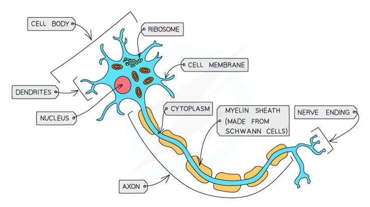 <ul><li><p>transmission or conduction of impulses</p></li><li><p>structure: elongated so that nerves can run to and from different parts of the body to the CNS </p></li><li><p>cell has axons and dendrites</p></li><li><p>axon is covered with a fatty sheath</p></li></ul><p></p>