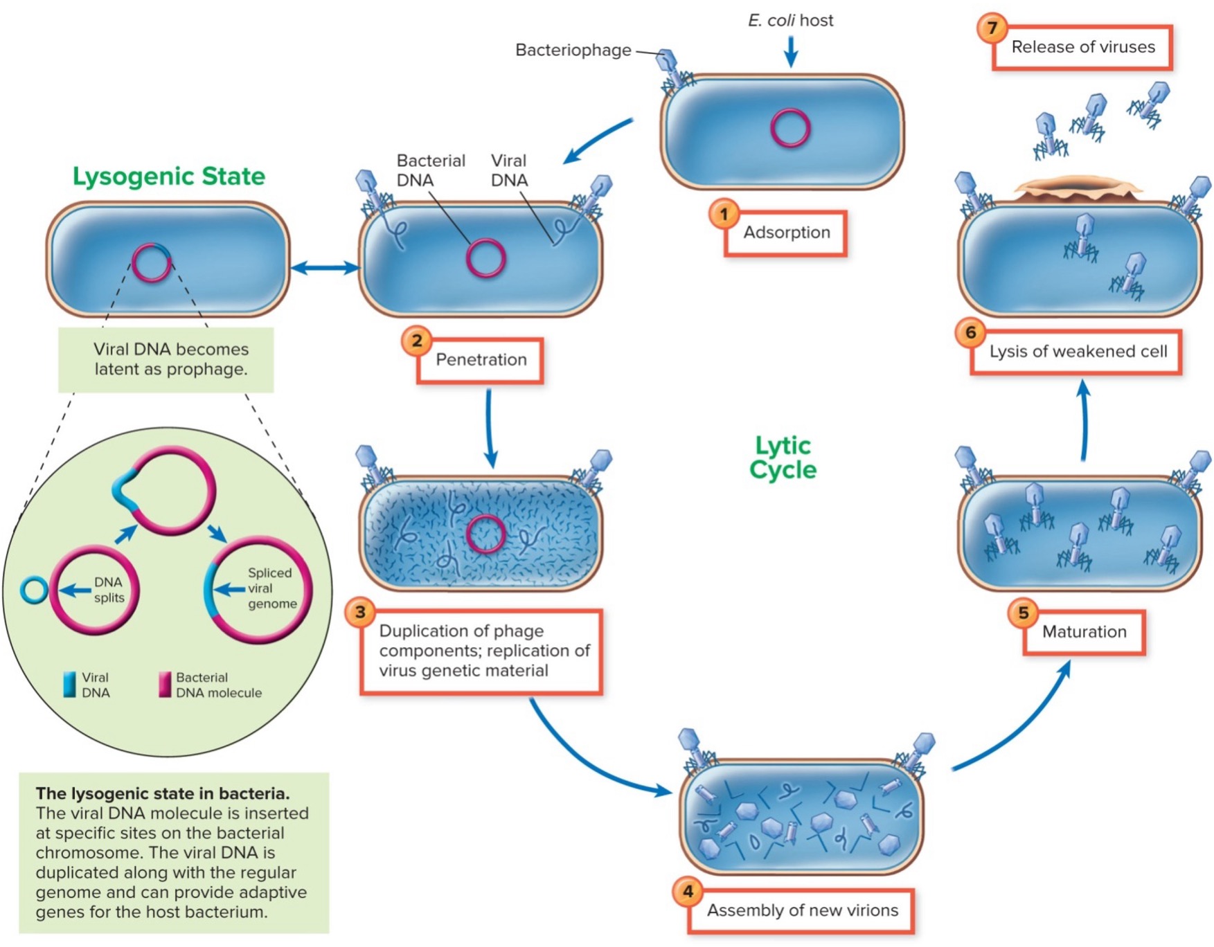 <ol><li><p>adsorption</p></li><li><p>penetration</p></li><li><p>duplication of phage components; replication of virus genetic material</p></li><li><p>assembly of new virions</p></li><li><p>maturation</p></li><li><p>lysis of weakened cell</p></li><li><p>release of viruses</p></li></ol><p></p>