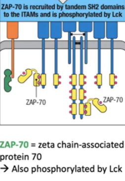<p>tandem SH2 (containing 2 phosphates), phosphorylated </p>