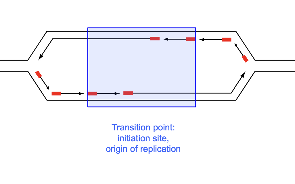 <ol><li><p>okasaki fragments</p></li><li><p>Transition point: initiation site, origin of replication</p></li><li><p>Forward nascent strands (leading strands)</p></li></ol><p></p>