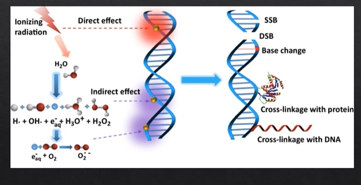 <ul><li><p>interactions between X rays and <strong>water </strong>molecules&nbsp;</p></li><li><p>water molecules become ionised - break down , they produce <strong>free radicals&nbsp;</strong></p></li><li><p><strong>free radicals go on to damage the DNA&nbsp;</strong></p></li><li><p><strong>majority of DNA DAMAGE </strong></p></li></ul><p></p>