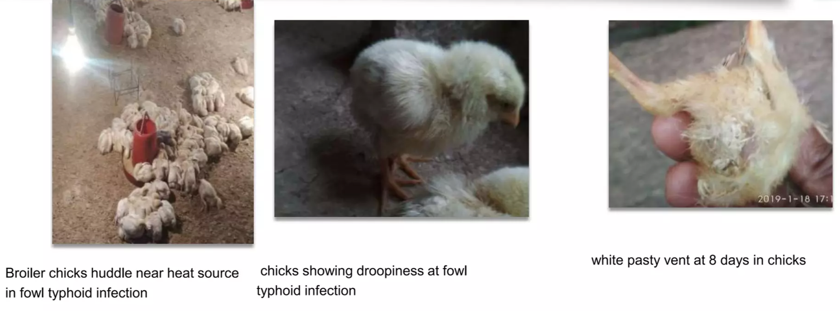 <p></p><p><span><strong><span>Caused by: </span></strong></span></p><ul><li><p><span><span>2 different biovars of </span><em><span>Salmonella enterica subsp. enterica </span></em><span>→</span><mark data-color="red" style="background-color: red; color: inherit;"><span> biovar pullorum and biovar gallinarum</span></mark></span></p></li><li><p><span><strong><span>Susceptible species:</span></strong><span> Birds</span></span></p></li></ul><p></p><p><strong>Transmission:</strong></p><ul><li><p><span><mark data-color="red" style="background-color: red; color: inherit;"><span>Orally and via the respiratory tract</span></mark><span>.</span></span></p></li><li><p><span><span>Found in feces of birds.</span></span></p></li><li><p><span><mark data-color="red" style="background-color: red; color: inherit;"><span>Vertical transmission </span></mark><span>in pullorum disease!</span></span></p></li></ul><p></p><p><strong>Clinical signs:</strong></p><ul><li><p><span><mark data-color="red" style="background-color: red; color: inherit;"><span>Pullorum disease is usually symptomatic only in young birds</span></mark></span></p></li><li><p><span><span>Fowl typhoid also affects growing and adult poultry</span></span></p></li></ul><p></p><p><span><u><span>Pullorum:</span></u></span></p><ul><li><p><span><span>birds at 3-4 weeks old</span></span></p></li><li><p><span><mark data-color="red" style="background-color: red; color: inherit;"><span>Dead and dying chicks</span></mark><span> may be found after hatching - High mortality.</span></span></p></li><li><p><span><mark data-color="red" style="background-color: red; color: inherit;"><span>White diarrhea, seen around the anus</span></mark></span></p></li><li><p><span><span>Non-specific signs of acute septicemia; depression, weakness, loss of appetite, huddling, dehydration, ruffled feathers, diarrhea</span></span></p></li></ul><ul><li><p><span><mark data-color="red" style="background-color: red; color: inherit;"><span>Die of acute septicemia</span></mark><span>, may be no lesions.</span></span></p></li><li><p><span><span>Less acute in older chicks, </span><mark data-color="red" style="background-color: red; color: inherit;"><span>inapparent in older than 4 weeks</span></mark></span></p></li><li><p><span><span>Arthritis</span></span></p></li></ul><p></p><p><span><u><span>Fowl typhoid:</span></u></span></p><ul><li><p><span><mark data-color="red" style="background-color: red; color: inherit;"><span>Affect all ages</span></mark></span></p></li><li><p><span><span>Similar clinical signs to pullorum.</span></span></p></li><li><p><span><span>Older birds may be </span><mark data-color="red" style="background-color: red; color: inherit;"><span>pale, dehydrated and have diarrhea.</span></mark></span></p></li></ul><p></p><p><span><strong><span>Diagnosis:</span></strong></span></p><ul><li><p><span><span>Since clinical signs is very similar, diagnosis should be performed by isolation and identification of bacteria, necropsy, ELISA, PCR</span></span></p></li></ul><p></p><p><span><strong><span>Treatment and prevention:</span></strong></span></p><ul><li><p><span><span>ATB, good biosecurity, quarantine</span></span></p></li></ul><p></p>