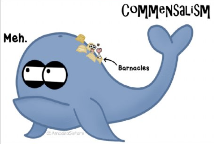 <p>One organisms benefit the other is unaffected</p>