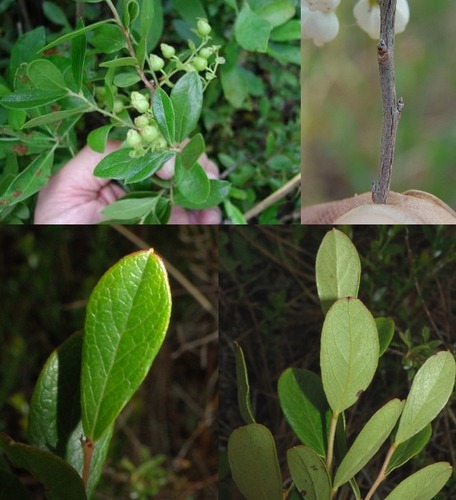 Family: Ericaceae
Common: dwarf huckleberry
Persistence: deciduous
Spreads by rhizome
Range: Up to Newfoundland down to FL (Eastern NA)
Size: Small, smaller than G. formosa
Leaves: Oval, thick, leathery. Bases strongly cuneate. Apex rounded or acute. Can have sharp mucrow (leaf tips). Glandular leaves (gold glands). 
Fruit: lil drupe
~Important for wildlife