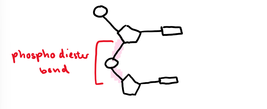 <ul><li><p><span><span>Bond that joins monomers of nucleotides together to form polymers of DNA and RNA</span></span></p><ul><li><p><span><span>Joined via condensation reaction between phosphate group of one nucleotide and pentose sugar of next</span></span></p></li></ul></li><li><p><span><span>Alternating pattern</span></span></p><ul><li><p><span><span>Phosphate group and pentose group creates a sugar-phosphate backbone</span></span></p></li></ul></li></ul><p></p>