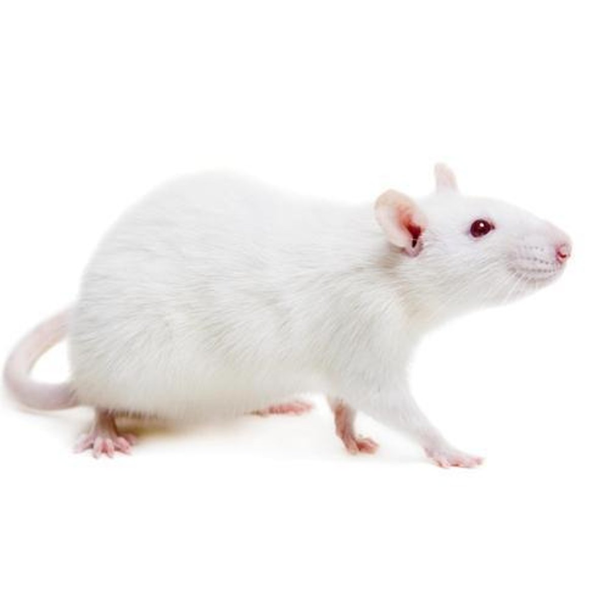<p>Aim:To investigate the effect of glucocorticoids (stress hormones) on memory and aging in rats.</p><p>Method:Using an independent samples design, newborn rats were randomly assigned to two groups:</p><p>Treatment group: Handled daily for 15 minutes from birth to weaning and brushed to simulate maternal grooming.</p><p>Control group: Separated from their mother but not handled.At age two, rats were placed in a milky water maze with a hidden platform. Researchers tracked how directly rats navigated to the platform, based on memory of previous trials.</p><p>Results:Rats in the control group took longer and less direct paths to find the platform. They also showed hippocampal cell loss and greater spatial memory deficits. Groomed rats showed fewer cognitive impairments and less neuron loss.</p><p>Conclusion:Early grooming activates genes that help regulate the stress response, protecting hippocampal neurons. Chronic exposure to glucocorticoids impairs memory by damaging the hippocampus, an effect linked to reduced acetylcholine and possibly to Alzheimer's. The study highlights the role of epigenetics in stress and memory regulation.</p><p>Evaluation:</p><p>-questionable to what extent we can generalize the findings to human beings.</p><p>- the study was artificial - lacking ecological validity.</p><p>This research led to new theories of the role of stress on cognitive functioning.</p><p>-to measure hippocampal volume in rats, the animals had to be killed. There are ethical concerns about the killing of animals in research</p>