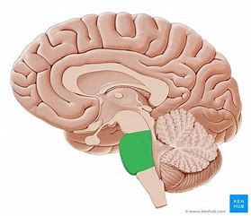 <ul><li><p>motor control and sensory analysis-linked to cerebellum</p></li></ul><p></p>