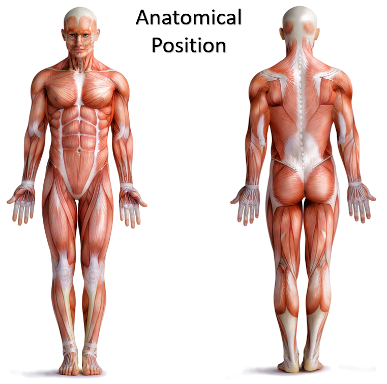 <p>standard body position - body is erect with feet slightly apart, palms face forward, thumbs point away</p>