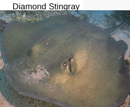 term image