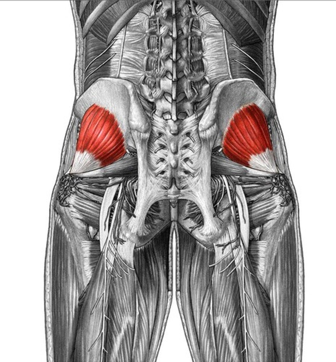 <p>superior gluteal nerve</p>