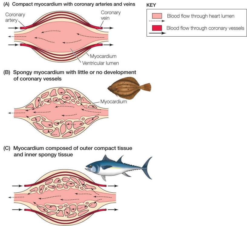 <p>Compact myocardium is densely arranged and is present in mammals who need high pressure.</p><p>Spongy myocardium is less dense, and have a rich capillary network. More common in low pressure circulatory systems and in animals with lower metabolic demand.</p>