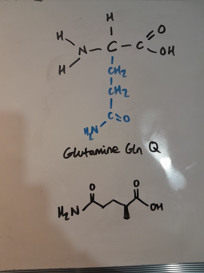 <ul><li><p>Gln</p></li><li><p>Q</p></li><li><p>polar</p></li><li><p>amidic</p></li></ul><p></p>