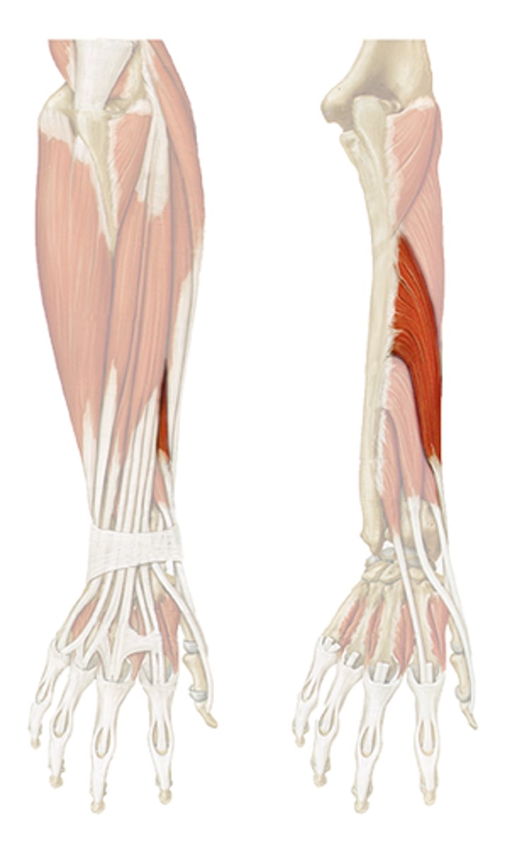 <p>You are assessing your clients thumb and find that there is pain on extension and ABduction, what muscle is indicated?</p>