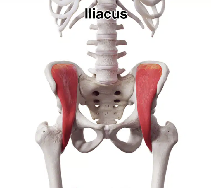 <ul><li><p>greater pelvis muscle</p></li><li><p><strong>origin</strong>: inner iliac crest/fossa and sacrum</p></li><li><p><strong>insertion</strong>: lesser trochanter (posterior femur)</p></li><li><p><strong>courses</strong> <strong>inferiorly</strong></p></li><li><p><strong>DOES NOT ENTER true pelvis</strong></p></li><li><p>joins psoas muscle to form <strong>iliopsoas </strong>muscle</p></li><li><p>“paired triangular, flat muscles that cover the inner curved surface of iliac fossae; arise from iliac fossa and join psoas major muscles to form lateral walls of the pelvis”</p></li></ul><p></p>