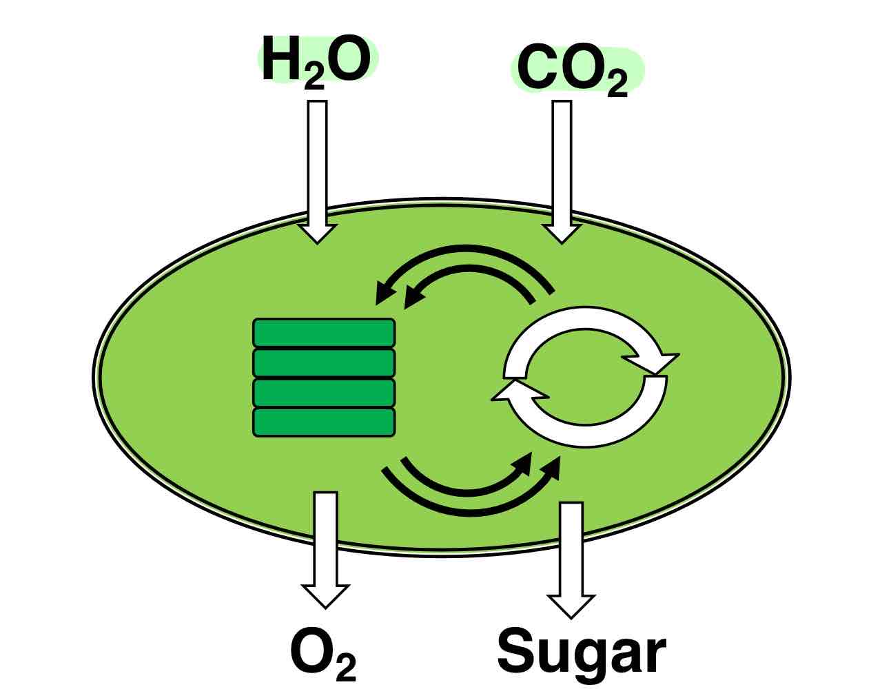 <p>CO<sub>2</sub> and H<sub>2</sub>O.</p>