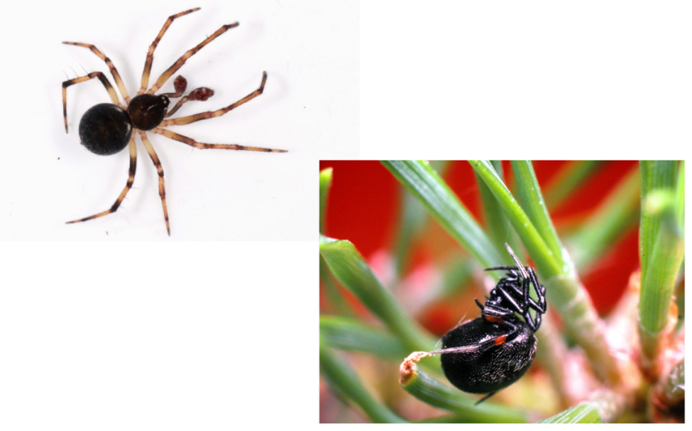 <ul><li><p>opvallend rond lichaam</p></li><li><p>galweb (3D met kriskras draden)</p></li><li><p>o.a. black widow</p></li></ul>
