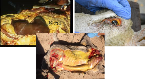 <p>what heavy metal caused this</p>