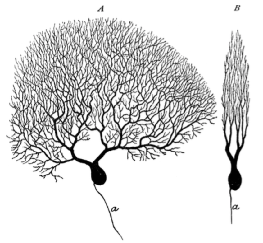 <p><span>Which brain region is the most likely location for the drawing of the cell shown below? (The same cell is shown in two views.)</span></p>