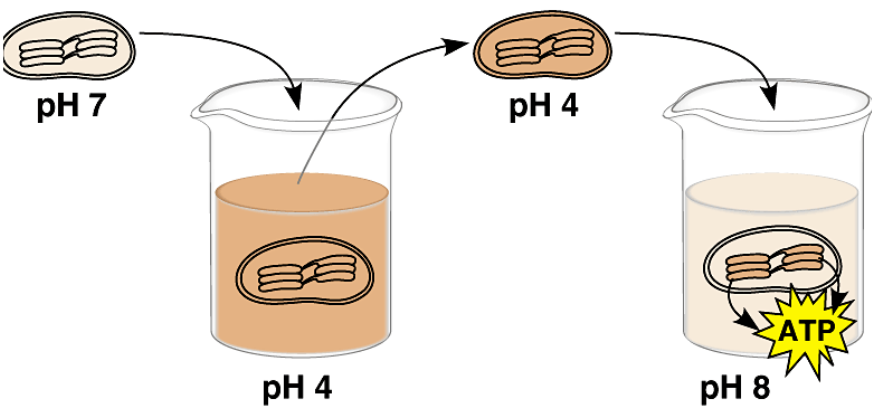<p>ATP can be made without ? as long as H<sup>+</sup> ions are pumping in and out the chloroplast’s lumen</p>