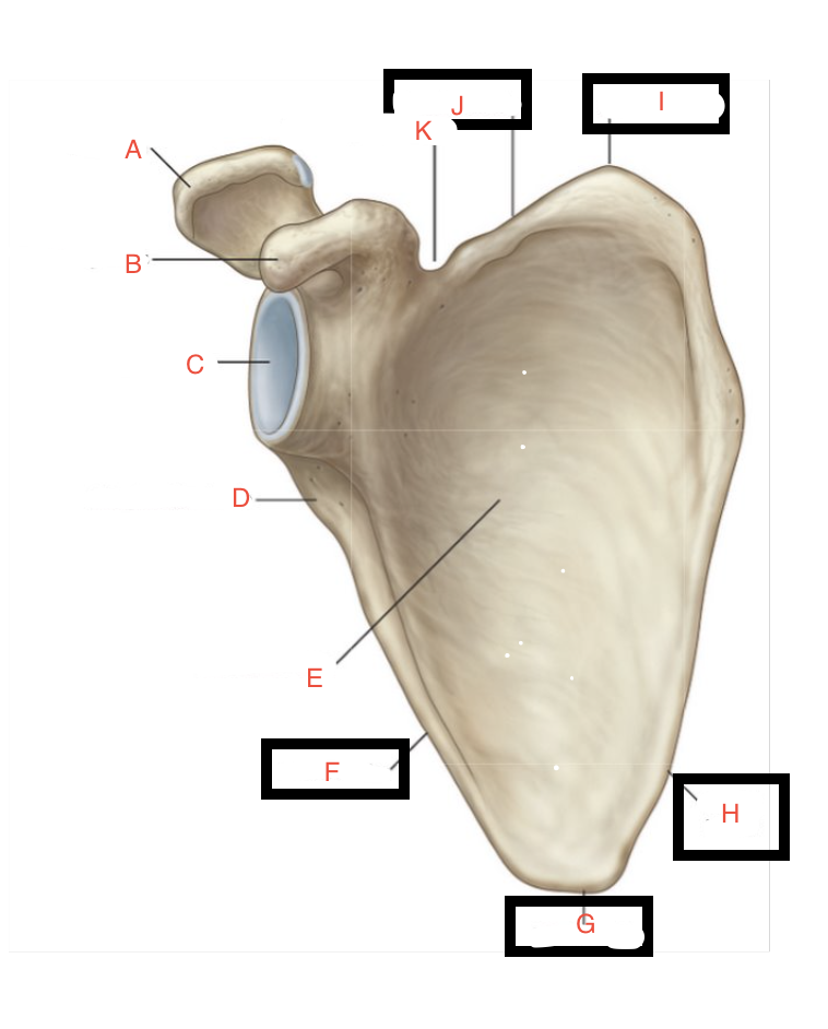 <p>D</p>