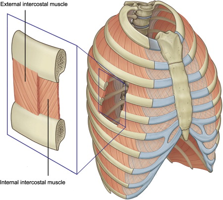 <p>The external layer of muscles in between the ribs and chest wall</p>