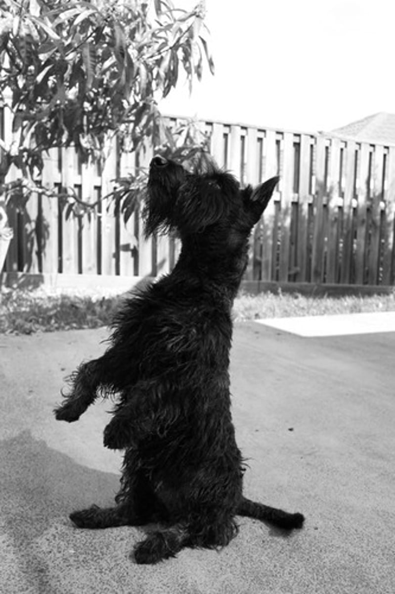 <p>to beg, implore, plead</p>