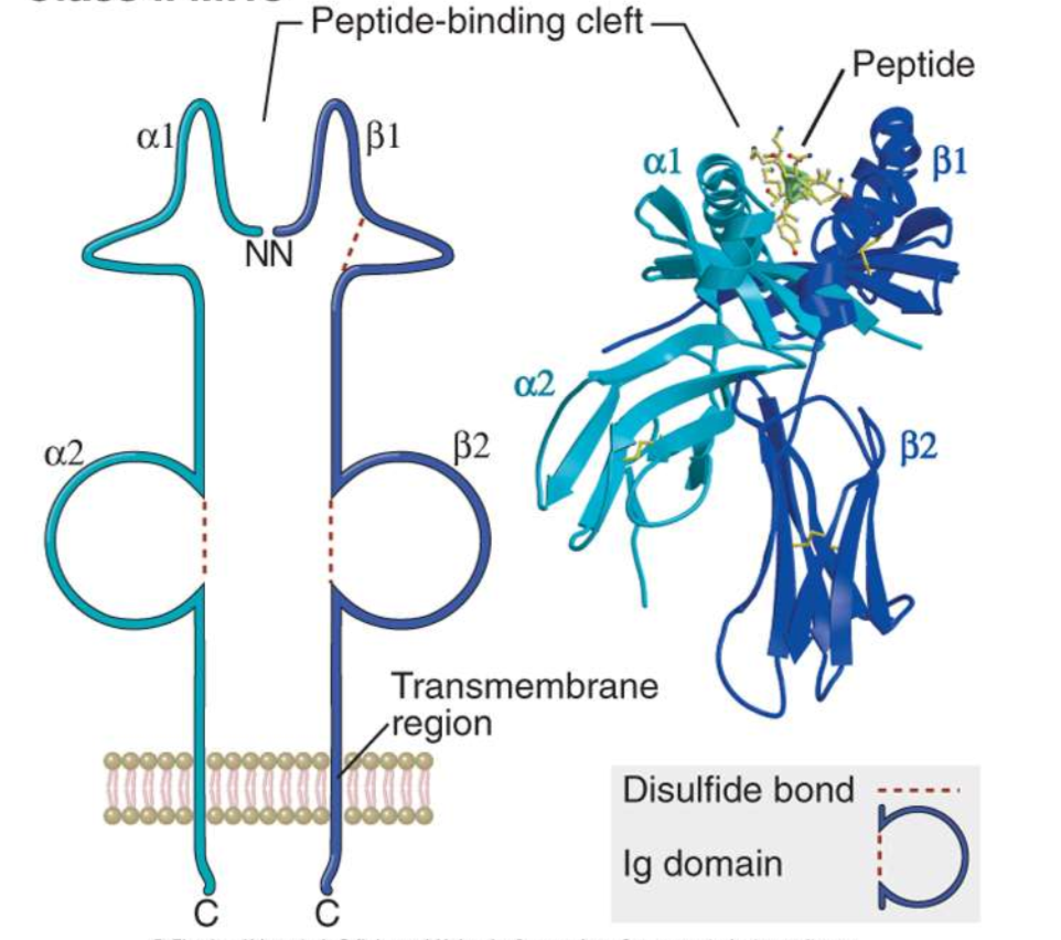 <p>consists of two alpha chains and two beta microglobulin </p>