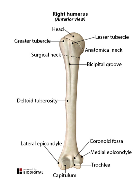 <p>-lateral</p><p>-articulates with the head of the radius</p>