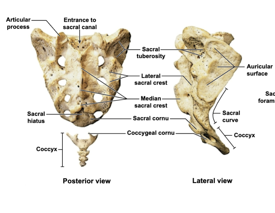 <p></p><p>Sacroiliac joint</p>