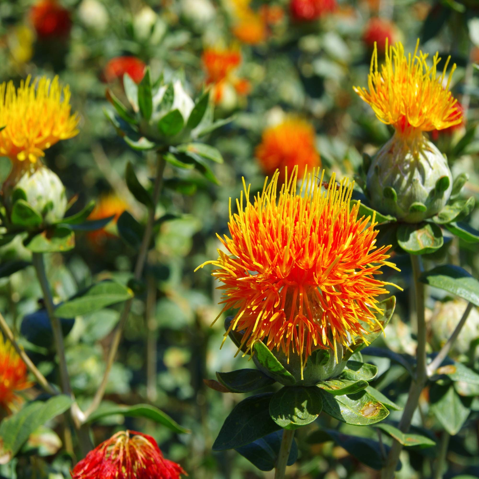 <p>Safflower</p>