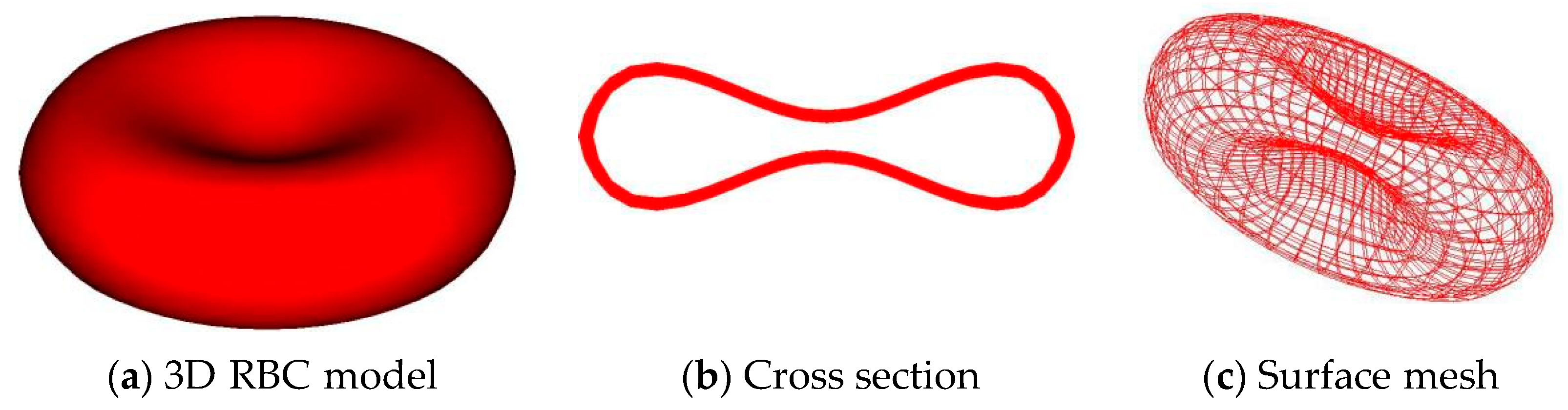 <p>Around 7 micrometres by 2 micrometres</p><p>Very small to fit through capillaries as oxygen has to be delivered everywhere</p><p>Very large SA:V ratio to diffuse oxygen </p><p>Biconcave shape to increase SA </p>