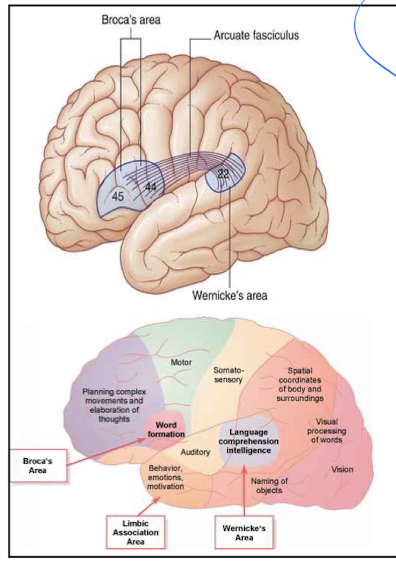 <p>Frontal lobe (area 44,45). Lies above the lateral fissure and sits within the inferior frontal gyrus. </p>