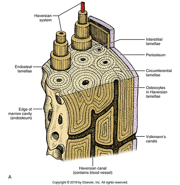 <p>Within the Haversian System, nutrients are passed on to the entrapped osteocytes closest to the blood vessel and they pass nutrients on to the cells farther from the blood vessels. Blood is also carried into the marrow spaces where more blood cells are produced and passed out of the bone. Before the arteries reach the marrow cavity, they go through capillary beds and enter the marrow cavity as <strong>this.</strong> The veins carry the blood and new cells produced by the marrow cavity back out of the bone and into the venous circulation of the body and back to the heart.</p>